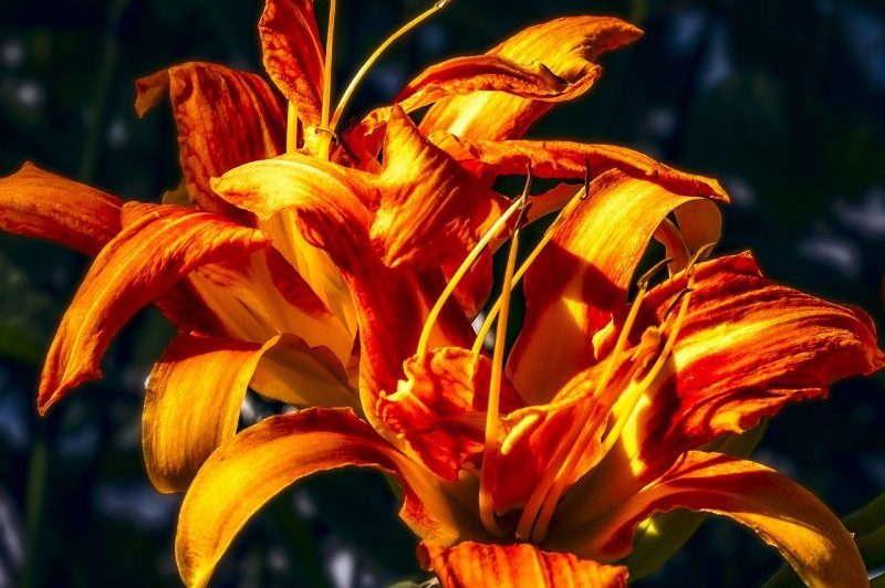 How To Grow Daylilies In Pots In 2 Easy Steps