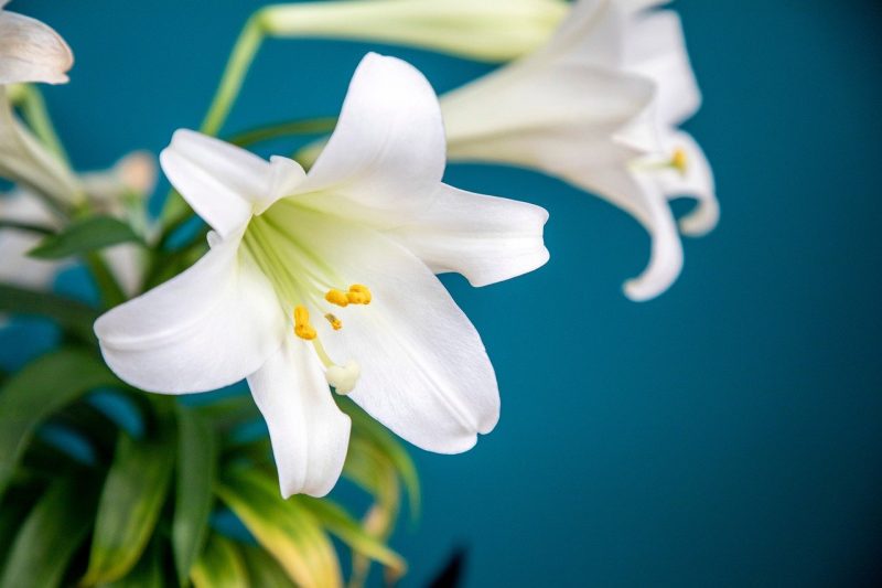 How Long Do Easter Lilies Last