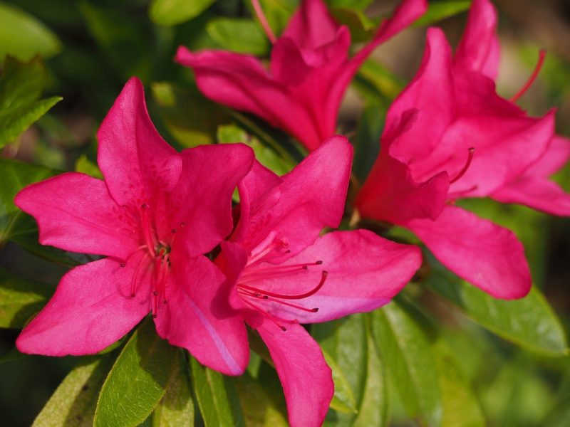 How to Take Care of an Azalea Plant: 5 Best Practices
