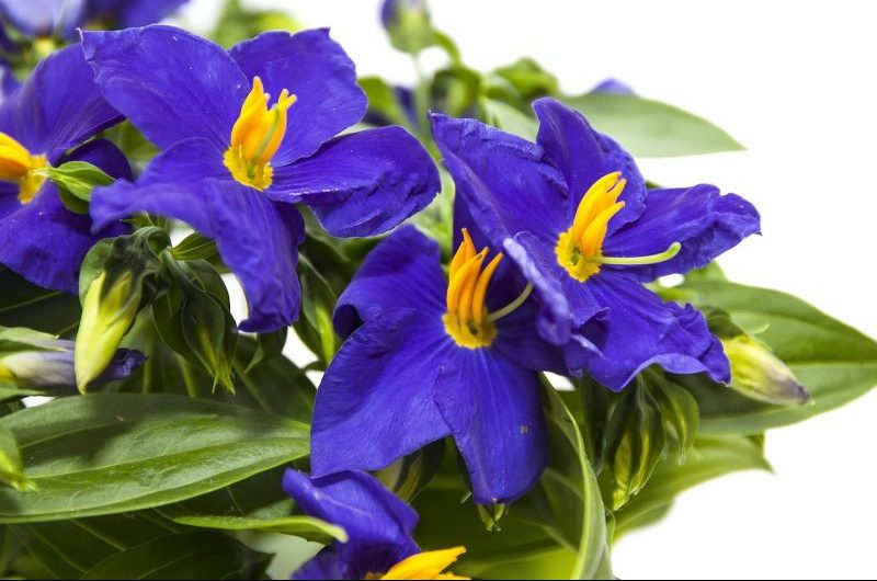 How to Care for Campanula