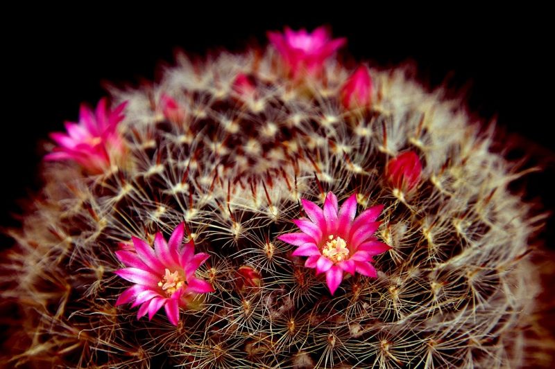 How to Remove Fake Flowers from a Cactus Without Damaging the Plant