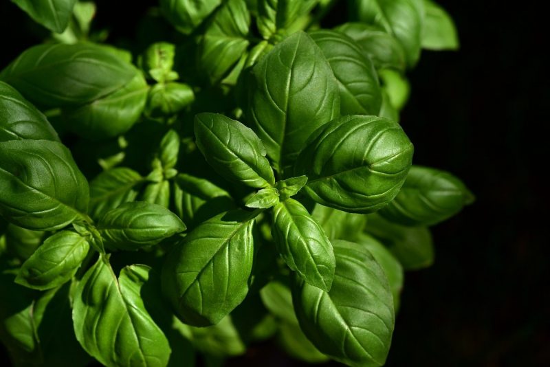 How To Fertilize Basil. 3 Best Considerations