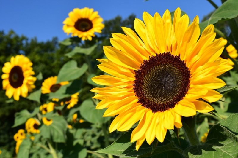 How To Keep Sunflowers Fresh In 2 Easy Steps