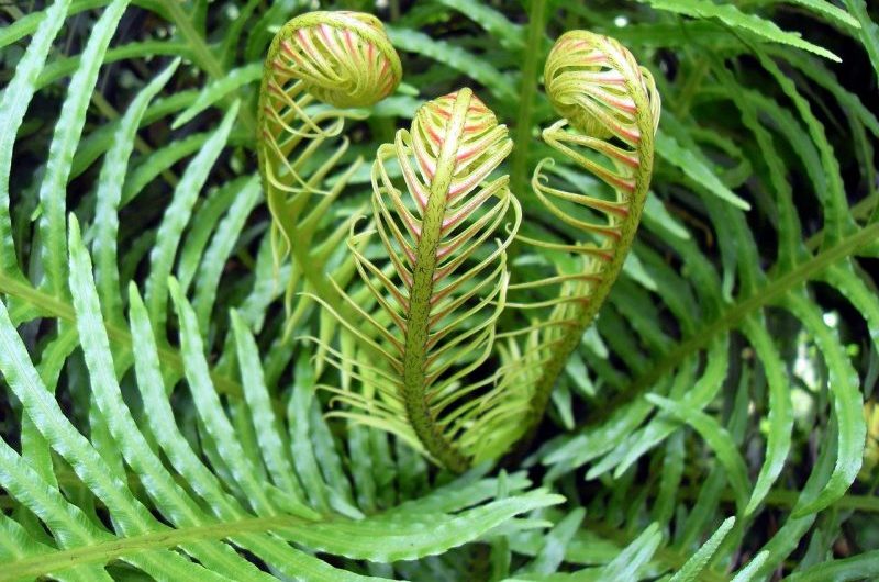 How To Overwinter Ferns. Best 3-Step Guide