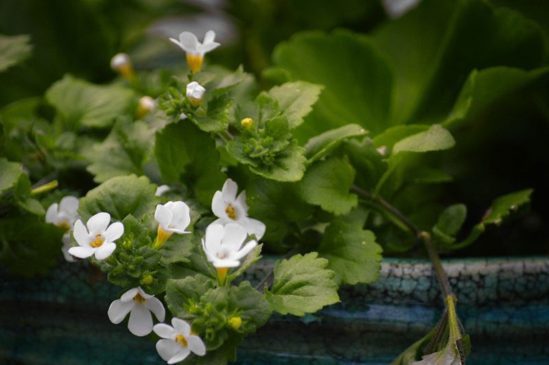 How To Propagate Bacopa. 2 Methods For Success - Krostrade