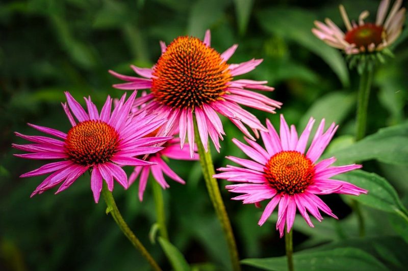 How To Transplant Coneflowers. Best 2-Step Guide