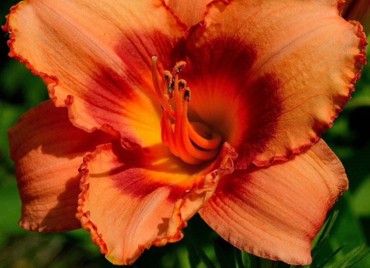 How To Transplant Daylilies In 3 Easy Steps