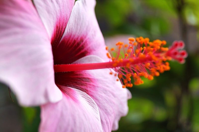 How To Start Hibiscus Seeds. 4 Steps To Success