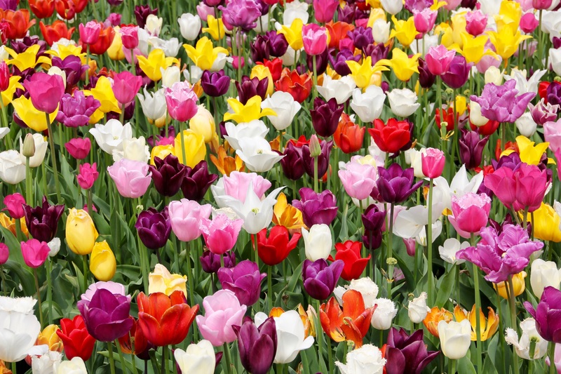 How to Plant Tulips in Florida 