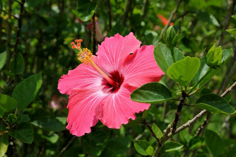 How To Transplant Hibiscus in 3 Easy Steps