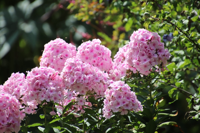 How To Transplant Phlox. 3 Steps To Success
