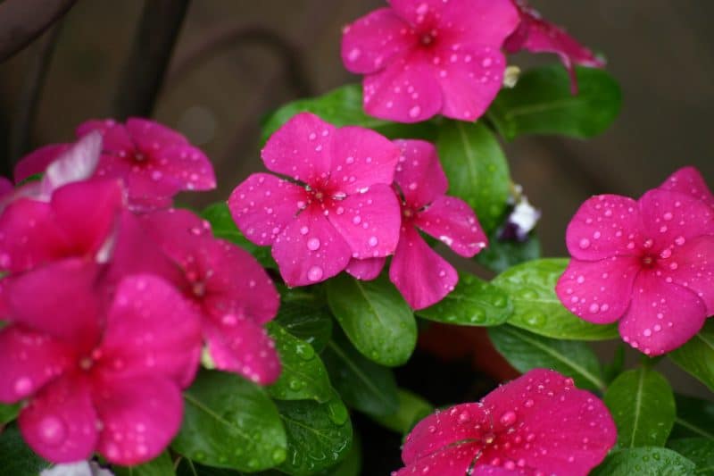 How To Plant Vinca Seeds. Best 2-Step Guide