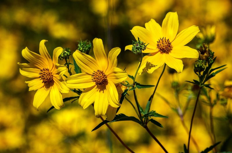 How To Grow Coreopsis From Seed In 3 Easy Steps