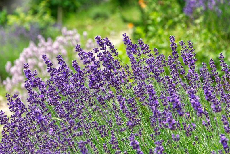 How To Grow Lavender In Arizona