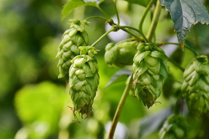 How to Grow Hops in Michigan: 3 Useful Tips