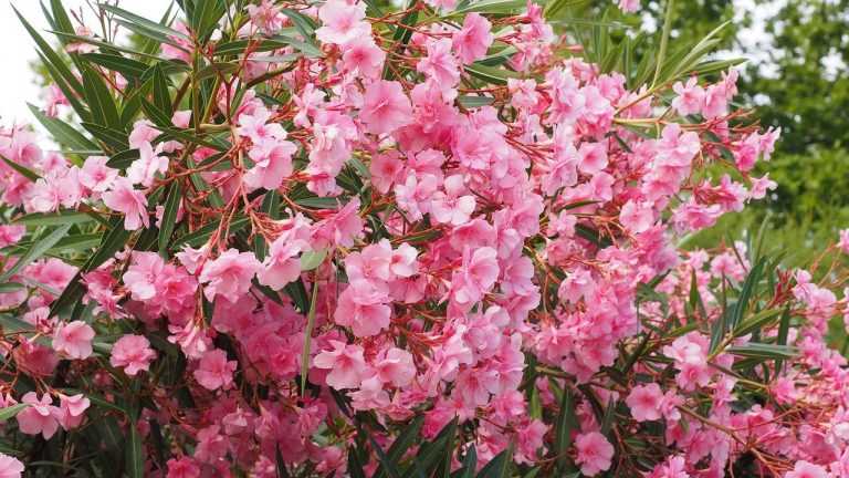 How To Propagate Oleander. 2 Best Methods - Krostrade