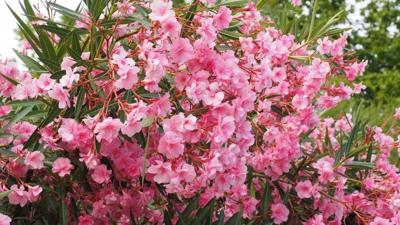 How To Propagate Oleander. 2 Best Methods