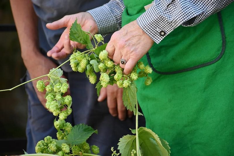 How To Harvest Hops. 2 Factors To Consider