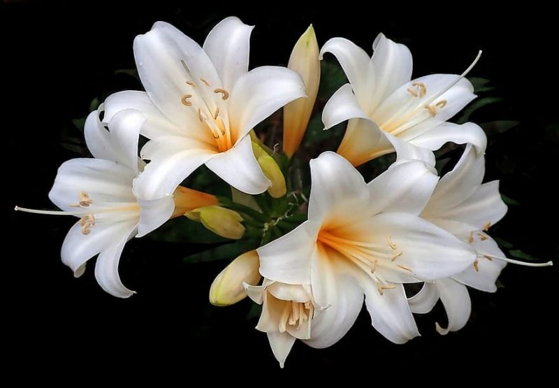 How To Plant Easter Lily