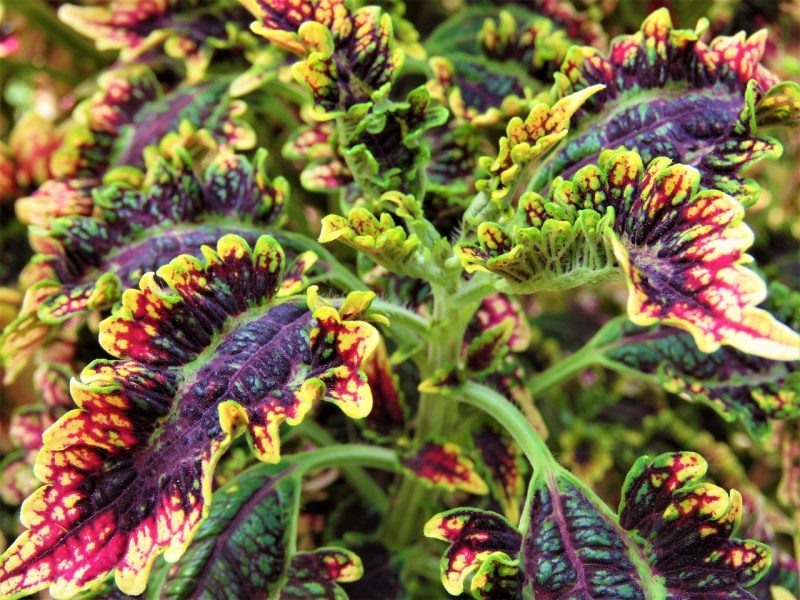 How To Overwinter Coleus The Right Way