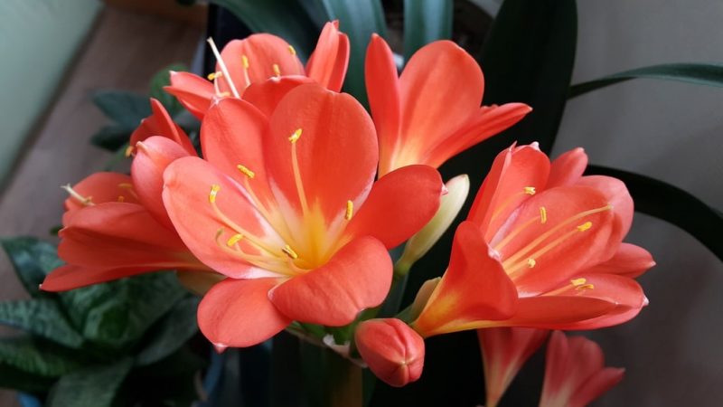 How to Keep Potted Tulips Alive: A Step-by-Step Guide