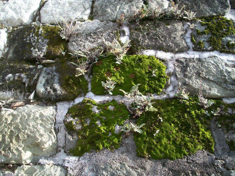 How is A Liverwort Different From A Moss