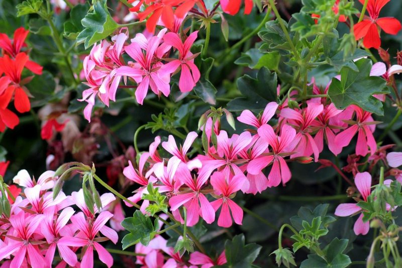 How To Cut Geraniums. 3 Best Methods To Master