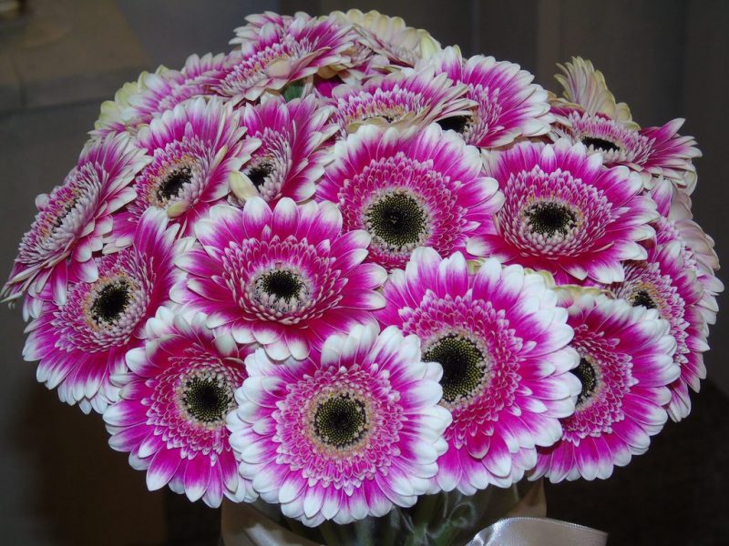 How To Grow Gerbera From Cuttings In 3 Easy Steps