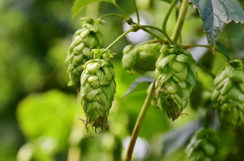 How To Grow Hops In Pots. Best 3-Step Guide