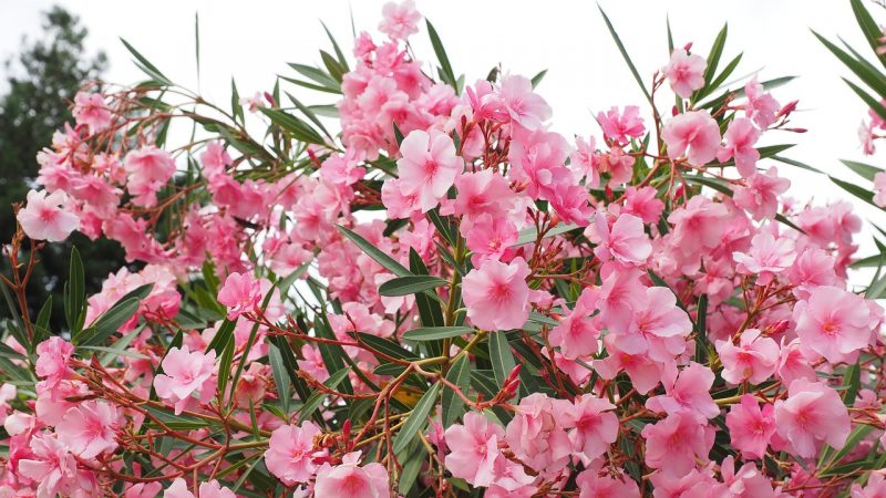 How To Plant Oleanders. 3 Steps For Beginners