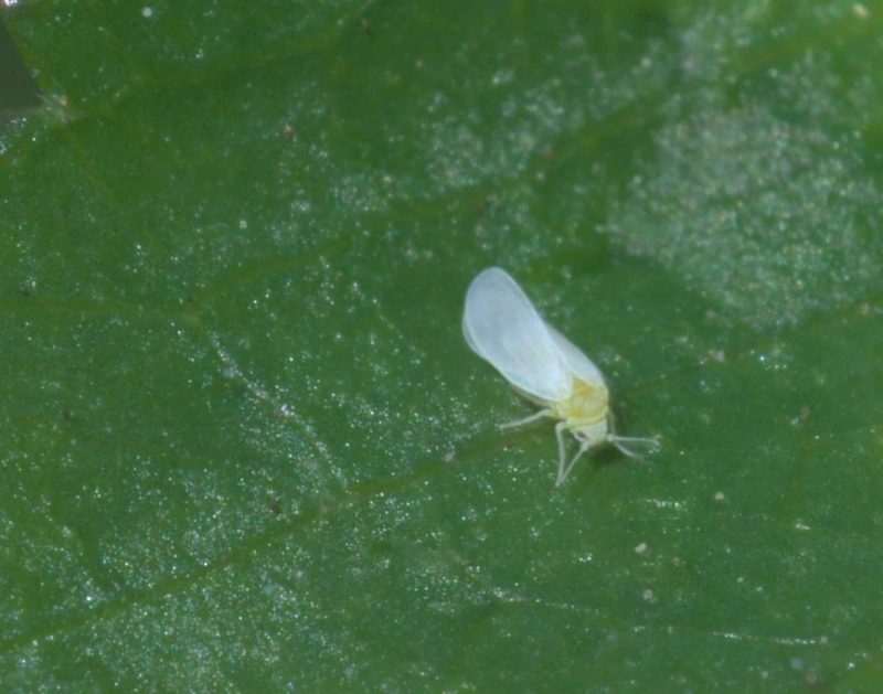 How Do You Get Rid of Whiteflies