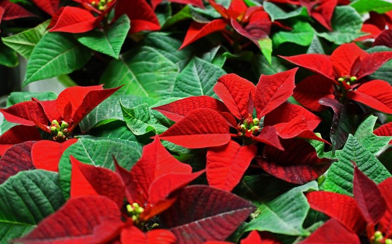 How Do You Start A New Poinsettia Plant