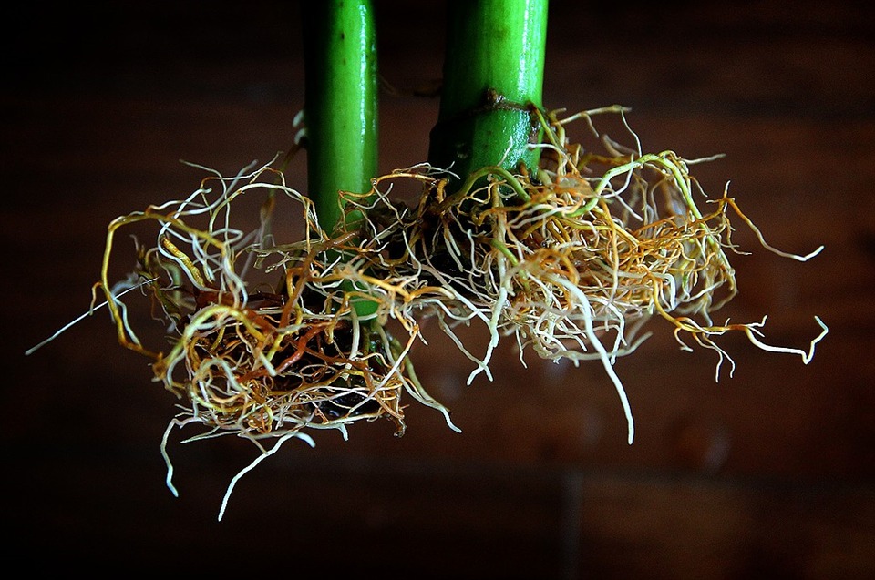 how to fix root rot hydroponics