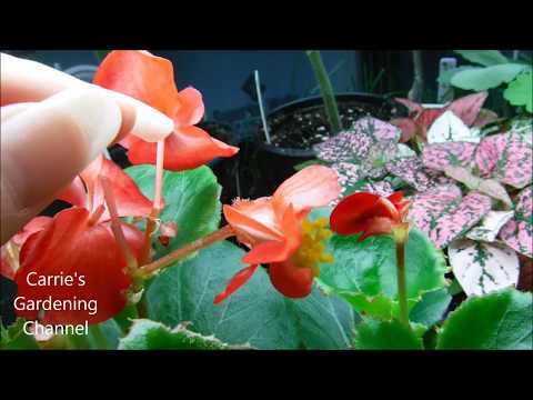 Angel Wing Begonia Dotsy; Well Rooted Starter Seed HATCHMATIC Germination Seeds 