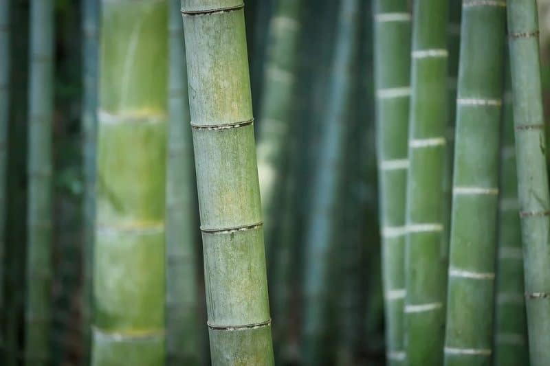 What Is A Bamboo Mattress