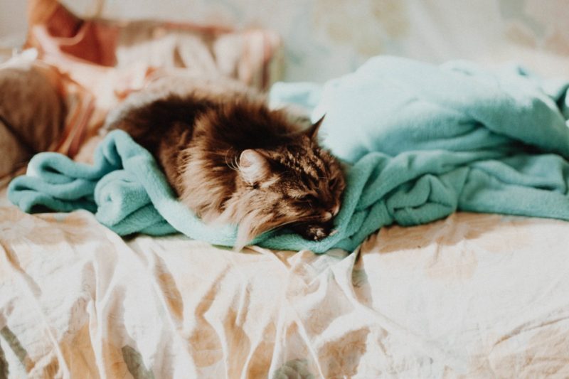 why cats pee on bed