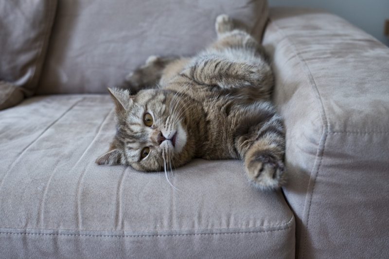 How To Keep Cats Off Sofa? 2 Best Methods Plus Tips Krostrade