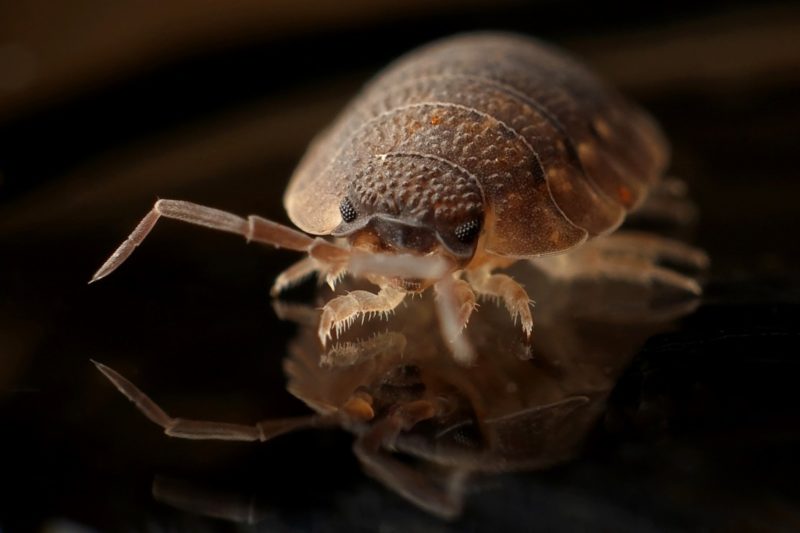 how long can bed bugs live