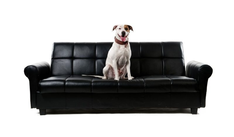 What Sofa Fabric Is Best For Dogs 4, What Type Of Sofa Material Is Best For Dogs
