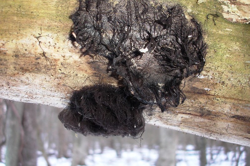 what does black mold on wood look like