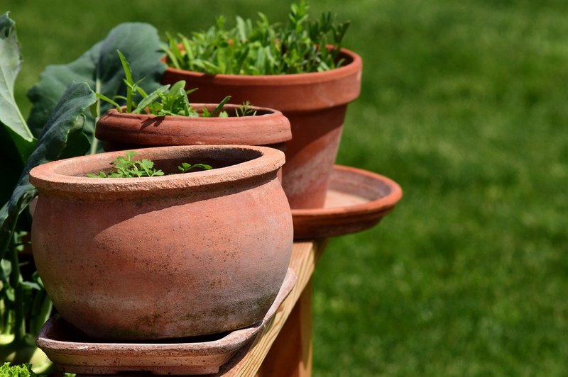 how to clean mold off terracotta pots