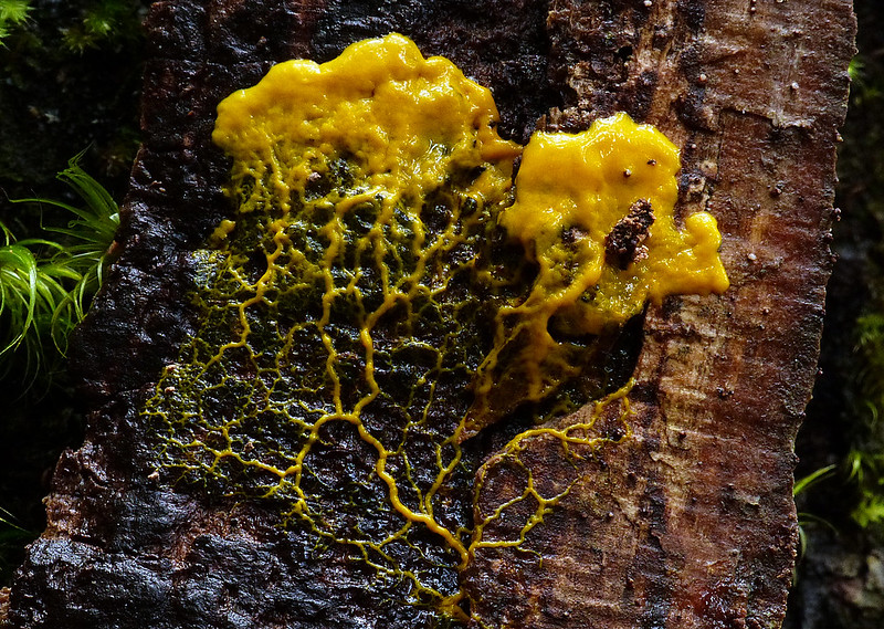 how to get rid of slime mold