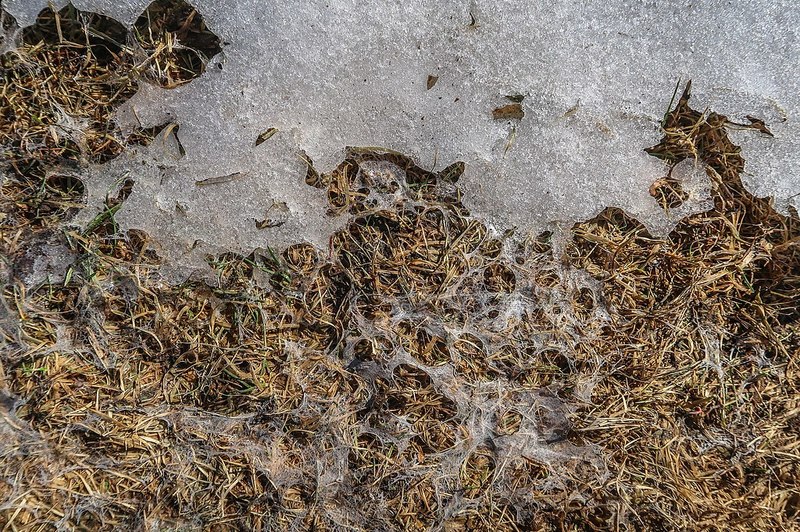 how to get rid of snow mold
