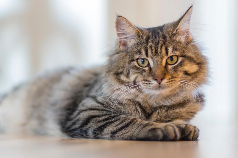 how to treat mold exposure in cats
