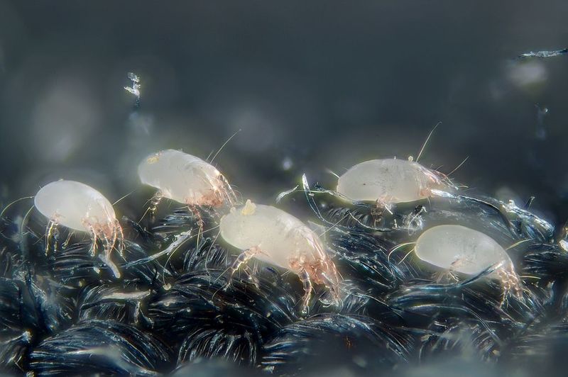 what do mold mites look like