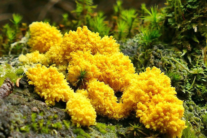 what is yellow mold