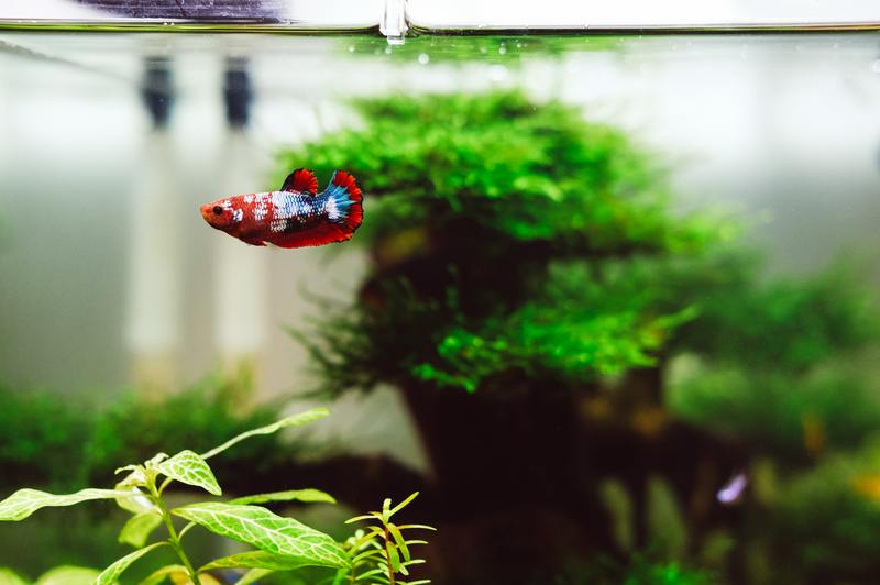 how to get rid of mold in fish tank