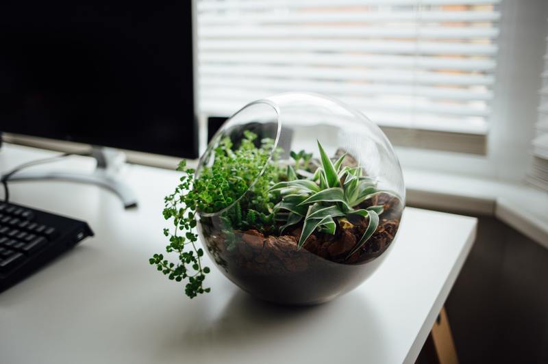 how to get rid of mold in terrarium