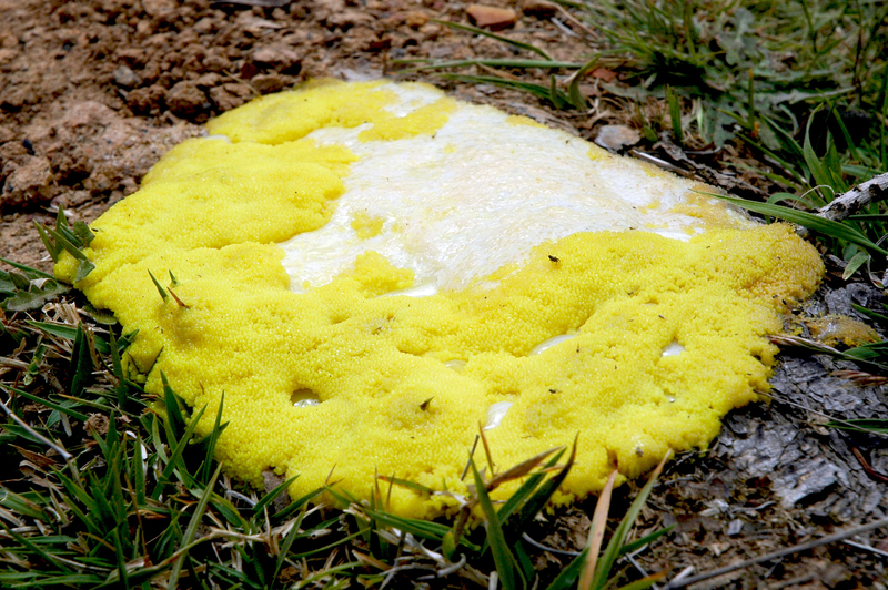 how to get rid of slime mold on mulch