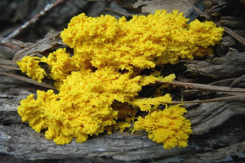 how to get rid of yellow slime mold